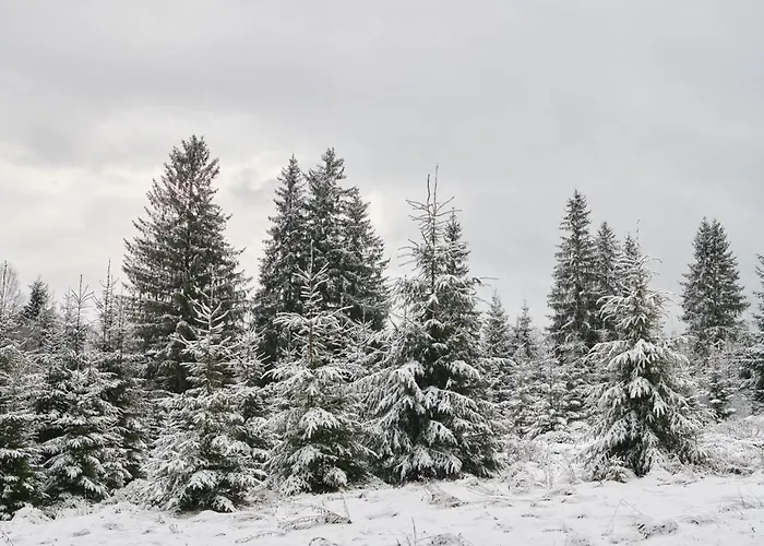 Mokhy & Nature Chalet Vorokhta